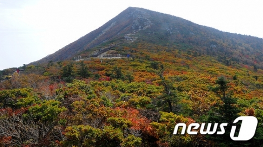 설악산 첫 단풍. 지난 22일 단풍으로 물들기 시작한 설악산. /사진=뉴스1 DB