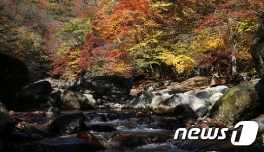 지리산 피아골 단풍. /사진=구례군 제공