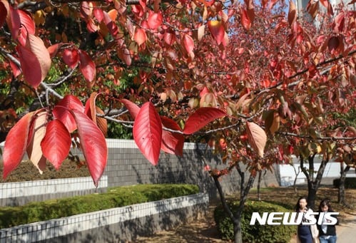 이번주말 전국 명산에선 붉게 물든 단풍을 볼 수 있다./사진=뉴시스