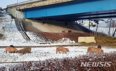 호남고속도로에서 돼지가 차량을 벗어나는 사고가 발생했다. /사진=전북경찰청 제공