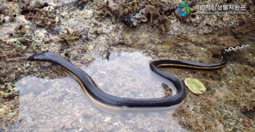 바다뱀. 제주 서귀포시 성산읍 앞바다에서 61년 만에 서식 사실이 확인된 진정바다뱀아과에 속하는 바다뱀. /사진=국립해양생물자원관 제공
