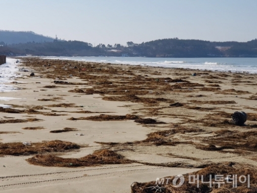 지난 9일부터 불어닥친 강풍으로 신안군 전해역에 유입된 모자반으로 해수욕장 및 김 양식이 막대한 피해을 입었다. /사진=머니투데이