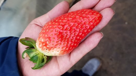 GS수퍼마켓이 판매하고 있는 신품종 킹스베리딸기를 어른 남자 손바닥 위에 올려 놓은 모습. /사진=GS리테일 @머니S MNB, 식품 외식 유통 · 프랜차이즈 가맹 & 유망 창업 아이템의 모든 것