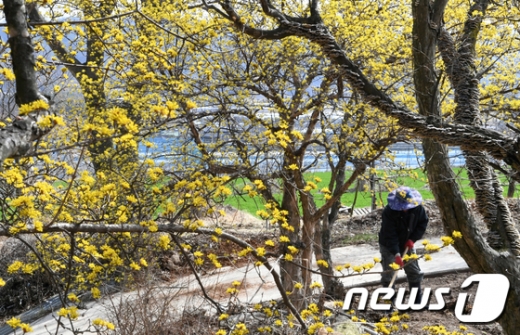 절기상 춘분을 하루 앞둔 20일 경남 거창군 동변리 일원에서 농민들이 농사 준비를 하고 있다. /사진=뉴스1 