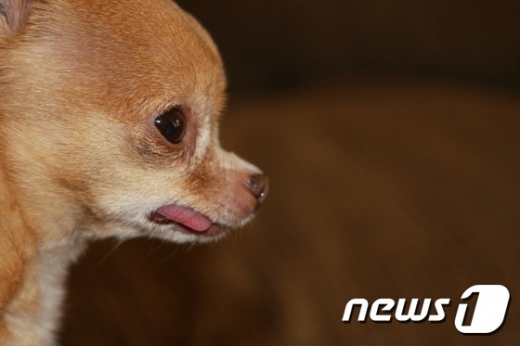 티컵강아지./사진=뉴스1
