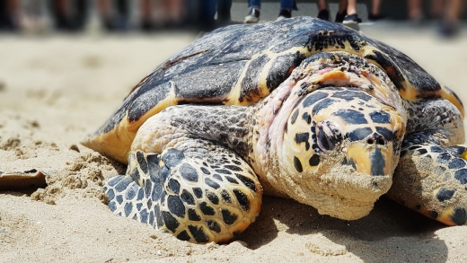 /사진=SEA LIFE 부산아쿠아리움