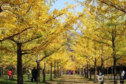 홍천 은행나무숲 은행잎./사진=한국관광공사