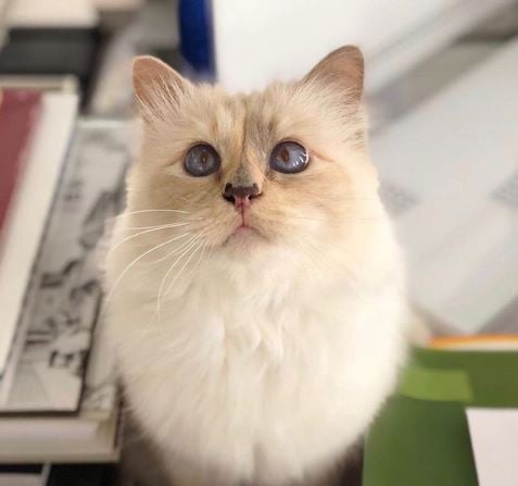 슈페트. /사진=칼 라거펠트 인스타그램