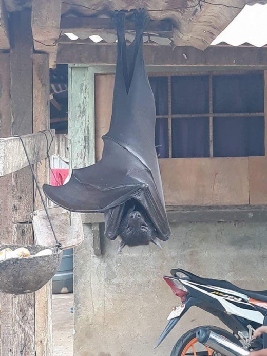 황금볏과일박쥐. /사진=온라인 커뮤니티
