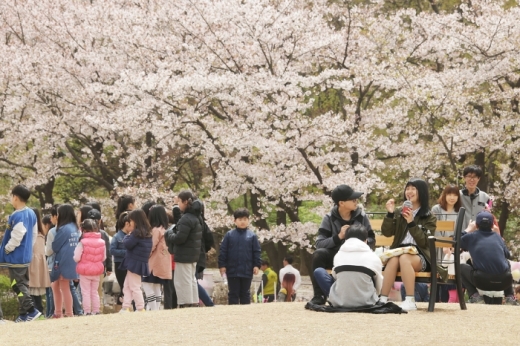 2018년 의왕시청 벚꽃축제. / 사진제공=의왕시 