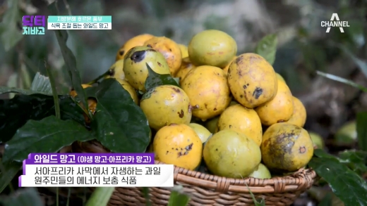 와일드망고. /사진=채널A '닥터 지바고' 방송화면 캡처