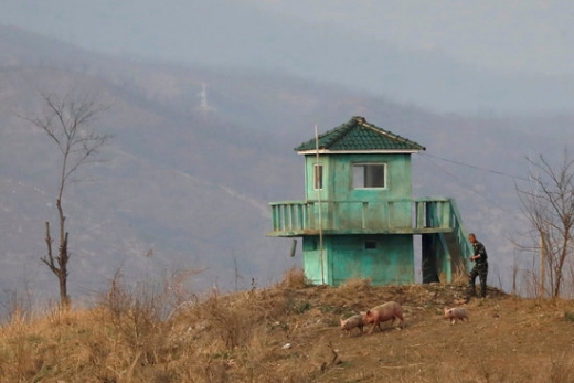 북한 돼지 모습. /사진=로이터