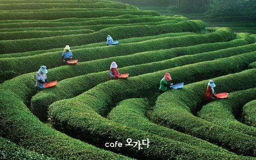 빙수는 오가다, 달콤하고 시원한 ‘말차 빙수’