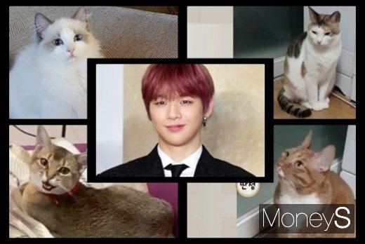 가수 강다니엘과 반려묘들. /사진=머니S DB. 강다니엘 인스타그램, 워너원고 방송캡처