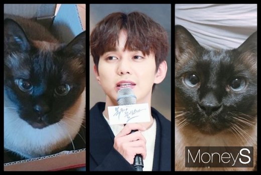 배우 유승호와 반려묘들. /사진=머니S DB, 유승호 인스타그램
