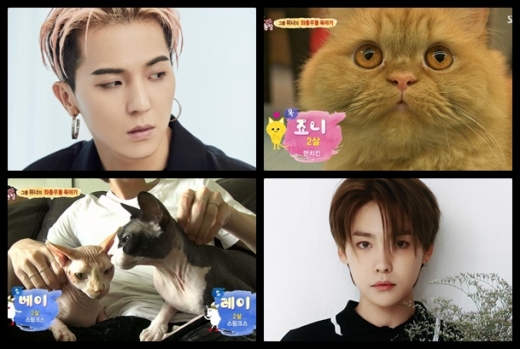 그룹 위너의 송민호, 김진우와 반려묘들. /사진=YG엔터테인먼트,TV 동물농장 방송캡처