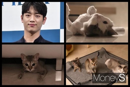 배우 서강준과 반려묘들. /사진=머니S DB, 서강준 인스타그램