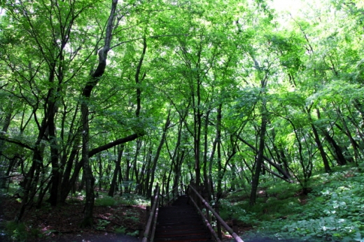 안렴대로 가는 숲길은 호젓하다. /사진=한국관광공사