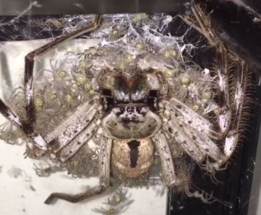 농발거미. /사진=wannabe_entomologist 인스타그램 캡처