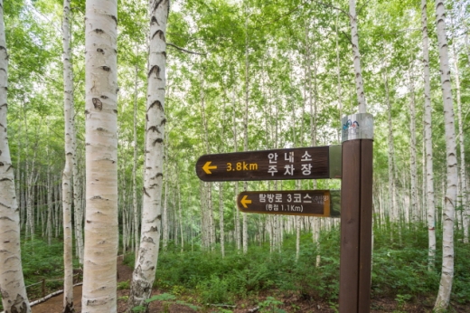 인제 속삭이는자작나무숲. /사진=한국관광공사