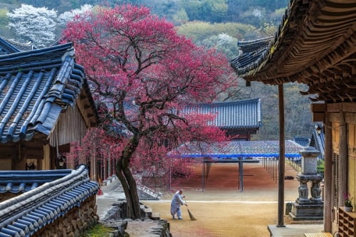 금상작인 '산사의 아침'. /사진=한국관광공사