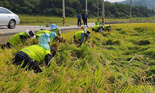전남농협 임직원들이 태풍 미탁으로 인해 쓰러진 벼를 일으켜 세우고 있다./사진=농협전남지역본부 제공.