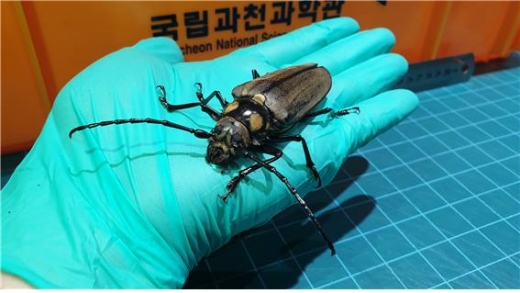 장수하늘소 암컷 어른벌레. /사진=국립과천과학관