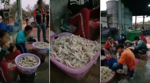 29일 태국 매체 카오솟에 따르면 태국 북동부 농카이주 한 닭고기 공장에서 직원들이 입으로 닯뼈를 발라내 보건 당국의 주의를 받았다. /사진=농카이 온라인 뉴스 페이스북 캡처   