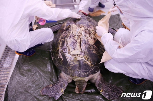 국립해양생물자원관에서 지난 6월 9일 제주 해상에서 발견된 멸종위기종 푸른바다거북 부검이 진행되고 있다. 어선에 부딪혀 즉사한 것으로 추정되는 거북의 등갑이 산산조각난 모습이다.(국립해양생물자원관 제공)2020.7.25 /뉴스1© News1
