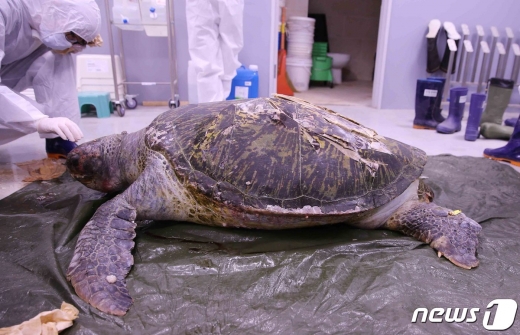국립해양생물자원관에서 지난 6월9일 제주해상에서 발견된 푸른바다거북의 부검작업이 진행되고 있다.(국립해양생물자원관 제공)2020.7.24 / 뉴스1© News1