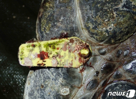 지난 6월9일 제주해상에서 발견된 푸른바다거북 다리에 붙어 있는 일본해양연구소 인식표.(국립해양생물자원관 제공)2020.7.25 /뉴스1© News1