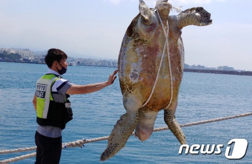 제주해양경찰서 관계자가 지난 9일 오전 제주항에서 발견된 보호대상해양생물 푸른바다거북 사체를 인양하고 있다.(제주해양경찰서 제공)2020.6.10 /뉴스1 © News1