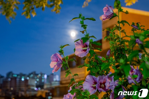 지난 30일 방송된 MBC에브리원 `어서와 한국은 처음이지?'에 나온 바람서리 뜻에 대한 누리꾼들의 관심이 크다. 사진은 무궁화다. /사진=뉴스1(산림청 제공)   