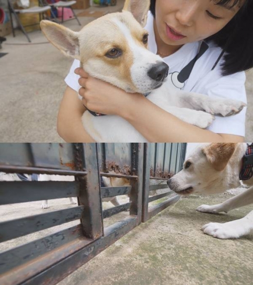 SBS 예능프로그램 ‘동물농장’에서 웰시코기 ‘달봉이’가 최근 새 식구가 된 리트리버 ‘덕고’를 보면 달려드는 장면이 전파를 탔다./사진=동물농장 캡처