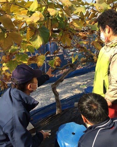 송기철 한국그린전략경영협회 부회장(맨 왼쪽)이 포도 재배기술을 알려주고 있다. / 사진제공=수원시