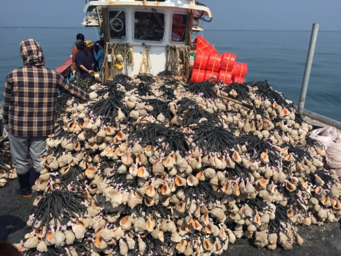 안산-어업선에서 소라껍질에 주꾸미 산란 서식장을 만들어 바다에 뿌리려 하고 있다. / 사진제공=안산시