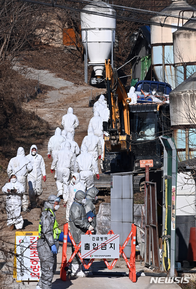 경기 여주시의 한 산란계 농장에서 고병원성 AI항원이 검출돼 가금류 약 40만수가 살처분됐다. 사진은 지난 8일 경기 여주시 한 오리농가에서 방역당국 관계자들이 살처분 작업을 하기 위해 농장으로 들어가는 모습. /사진=뉴시스