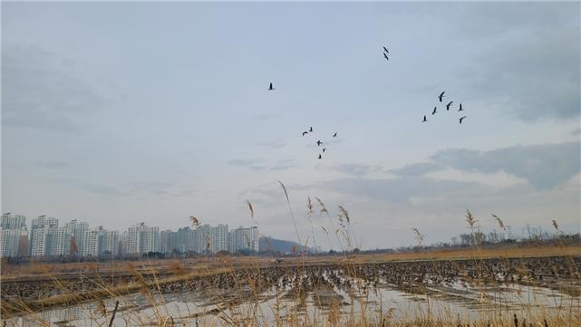 낱알들녘에 날아든 기러기. / 사진제공=김포시