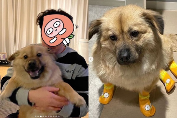 조승우와 반려견 곰자의 근황이 공개됐다. /사진=경남 고성군 유기동물보호소 공식 인스타그램