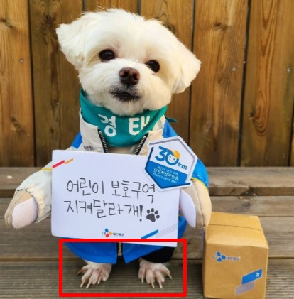 '경태아부지'가 올린 경태 사진을 보고 일부 누리꾼들이 발톱 상태를 지적했다. /사진=인스타그램 캡처