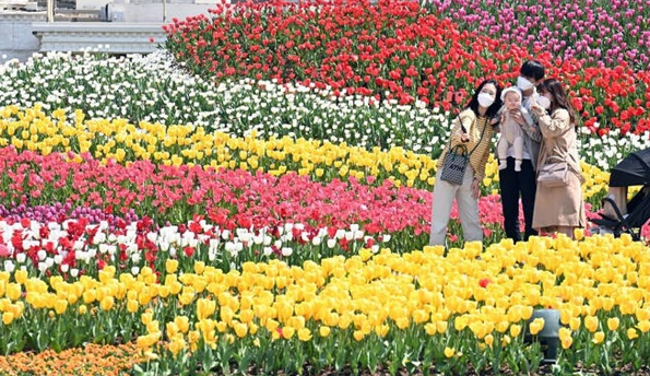 완연한 봄날씨를 보인 지난 6일 오후 경기도 용인 에버랜드 포시즌 가든에서 시민들이 활짝 핀 튤립을 배경으로 기념촬영을 하고 있다. /사진=뉴시스