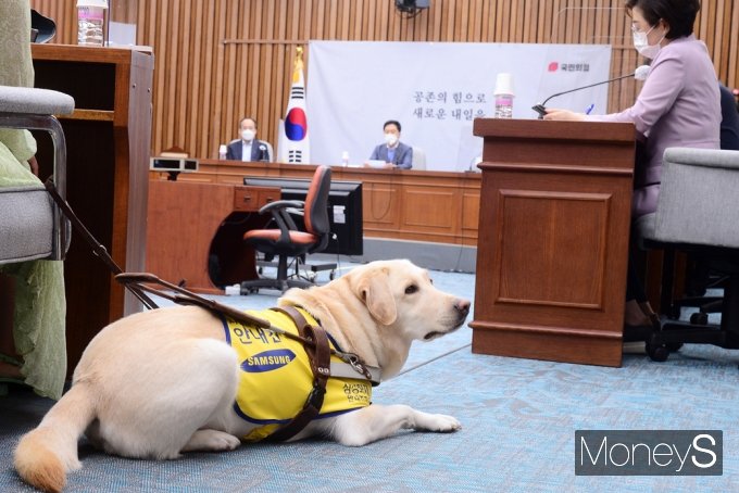 [머니S포토] 국힘 의총에 참석한 안내견 조이