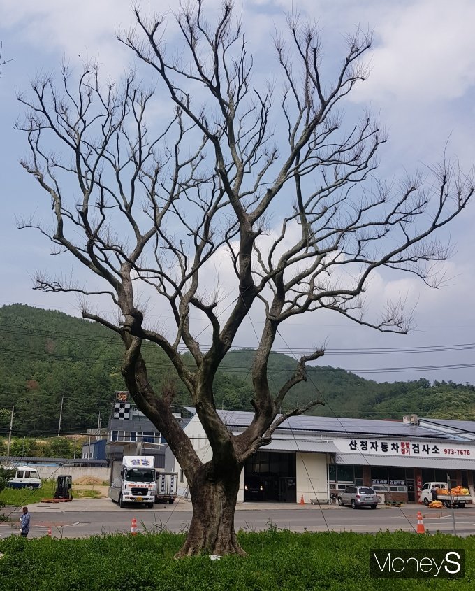경남 산청군 관문 나들목에 식재된 고가의 팽나무가 고사돼 주민들로부터 빈축을 사고 있다./사진=머니S독자 제공.