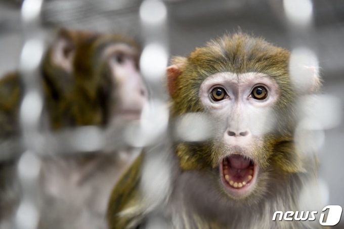 중국의 한 붉은털원숭이가 입을 벌리고 있다. 2019.03.13 © AFP=뉴스1