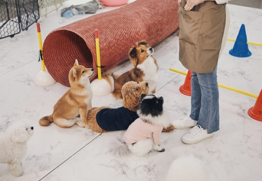 좋은나라 펫피스는 반려동물 장례 토털 서비스를 선보이고 있다./사진제공=좋은나라 펫피스