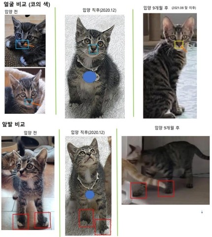 한 네티즌이 유명 연예인 A씨에게 직접 구조한 유기묘를 입양보냈다가 바꿔치기 당했다는 의혹을 제기했다. /사진=온라인커뮤니티 캡처