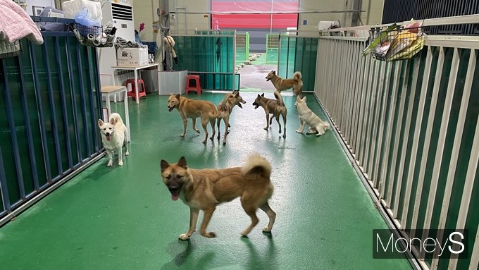 민간 유기동물보호센터는 유기견을 돌볼 사람이 크게 부족했다. 사진은 경기 파주시 소재 쉼뜰 관계자가 견사를 청소하는 동안 배회하는 유기견들. /사진=최다인 기자