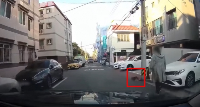 목줄이 없는 강아지가 지난 4일 차량에 치인 후 사망했다. 차주는 "살인자처럼 취급하는 게 너무 괘씸해 보험접수를 취소하려고 한다"고 말했다. 사진은 강아지가 차량에 부딪히기 직전 장면. /사진=한문철 TV