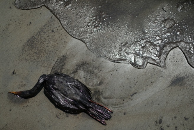 페루가 남태평양 통가의 해저 화산 폭발 여파에 따른 기름 유출이 이어지면서 환경비상사태를 선포했다./사진=로이터
