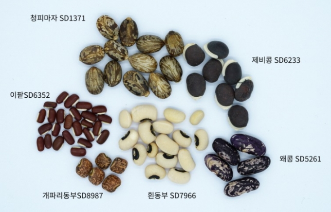 토종콩과 동부 이름. / 사진제공=양평군